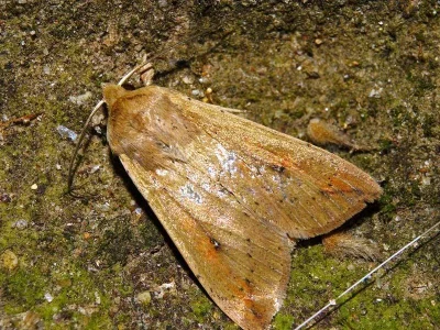 Mythimna (Pseudaletia) unipuncta