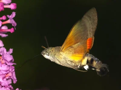 Macroglossum stellatarum
