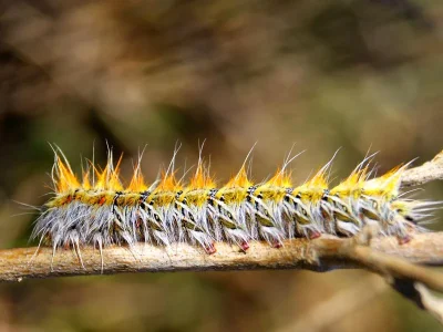 Lasiocampa (Pachygastria) serrula