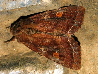 Lacanobia (Diataraxia) oleracea