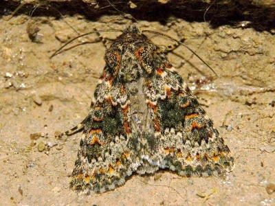 Hecatera dysodea