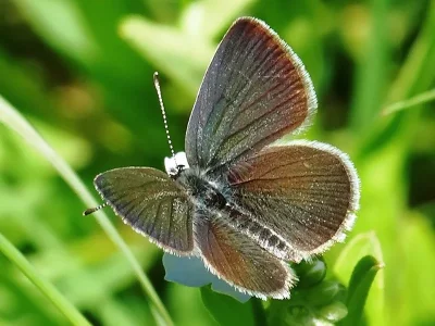 Cupido (Cupido) minimus