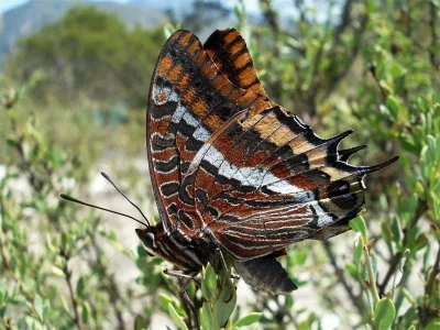 Charaxes (Charaxes) jasius