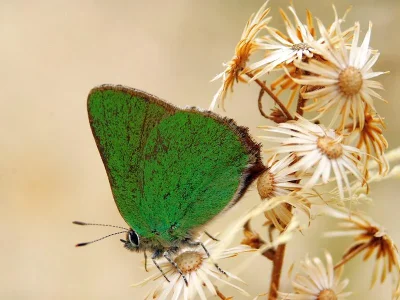 Callophrys (Callophrys) rubi