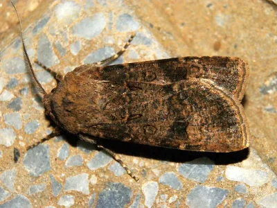 Agrotis (Agrotis) segetum