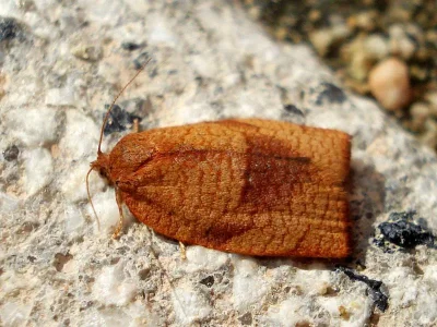 Cacoecimorpha pronubana