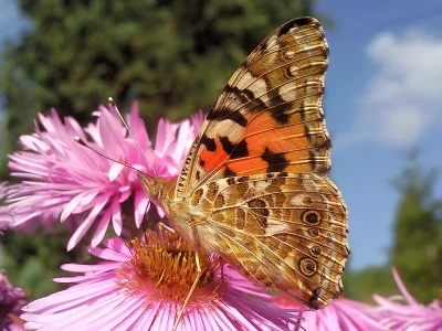 Vanessa cardui