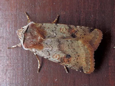 Cerastis (Cerastis) faceta