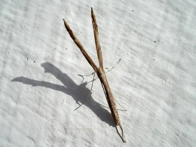Agdistis bennetii