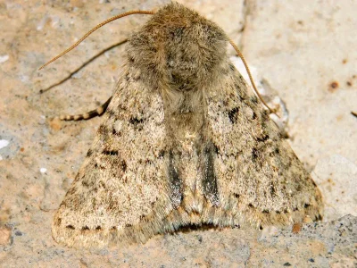 Harpagophana hilaris