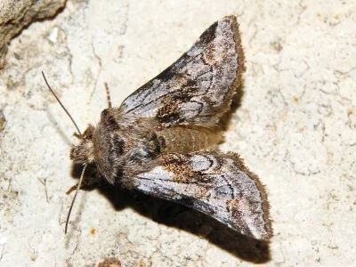 Cleonymia (Serryvania) korbi