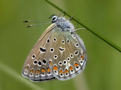 Polyommatus (Polyommatus) icarus