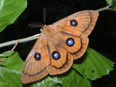 Aglia tau