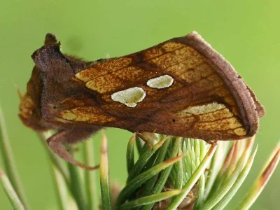 Plusia festucae