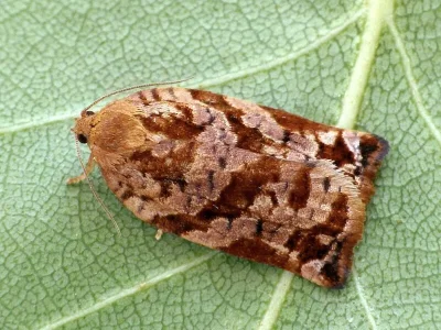 Archips oporana