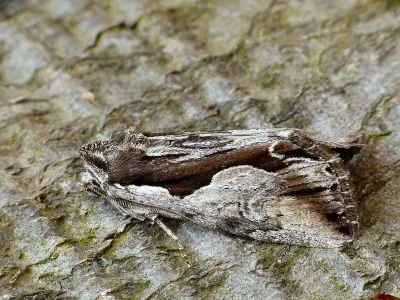 Calliergis ramosa