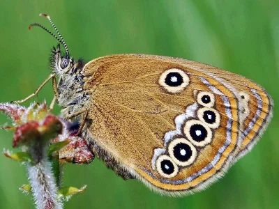 Coenonympha oedippus
