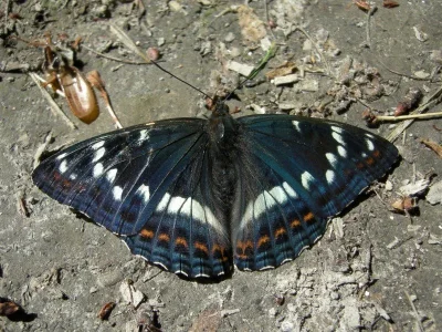 Limenitis populi