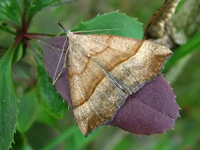 Hypena (Hypena) proboscidalis