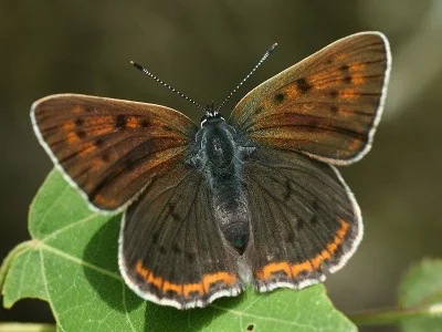 Lycaena (Heodes) hippothoe