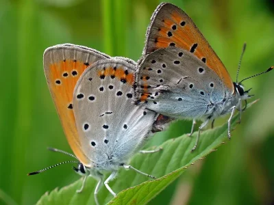 Lycaena (Thersamolycaena) dispar