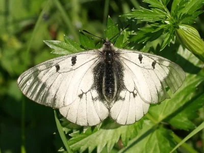 Parnassius (Driopa) mnemosyne
