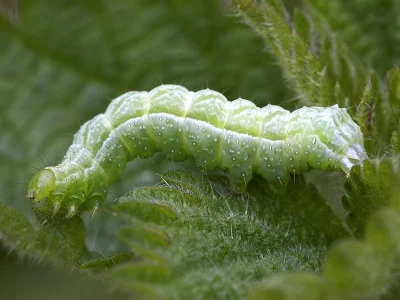 Diachrysia chrysitis