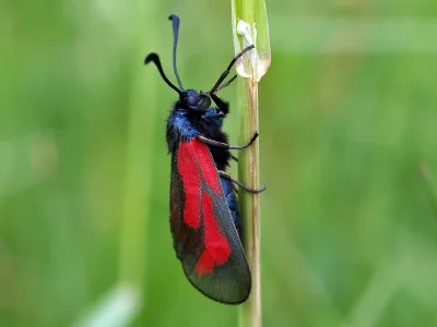 Zygaena (Mesembrynus) minos
