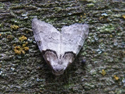 Nola (N.) cucullatella