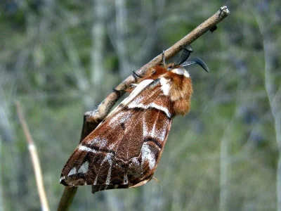 Endromis versicolora