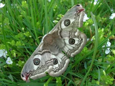 Saturnia (Eudia) pavonia