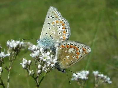 Polyommatus (Agrodiaetus) thersites