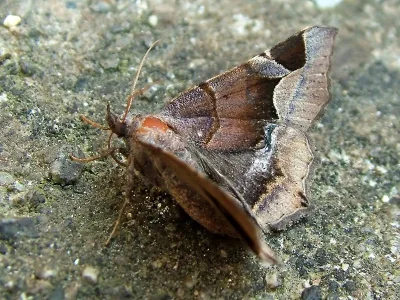 Zethes insularis