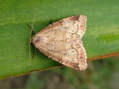 Photedes minima
