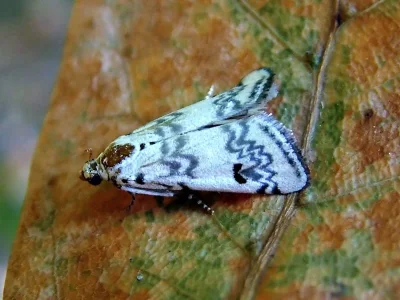 Euzophera lunulella