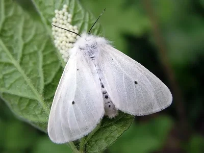 Diaphora mendica