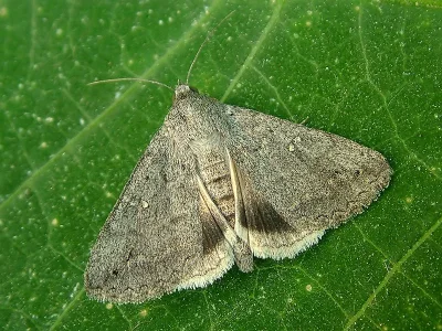 Clytie (Clytie) illunaris