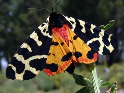 Arctia tigrina