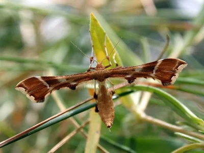 Cnaemidophorus rhododactyla