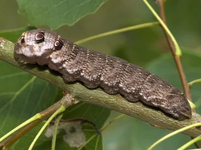 Deilephila porcellus