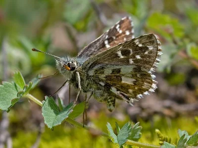 Pyrgus armoricanus