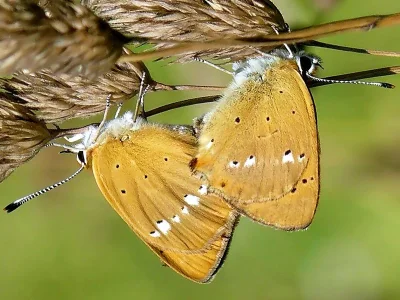 Lycaena (Heodes) virgaureae