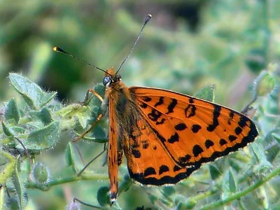 Melitaea didyma