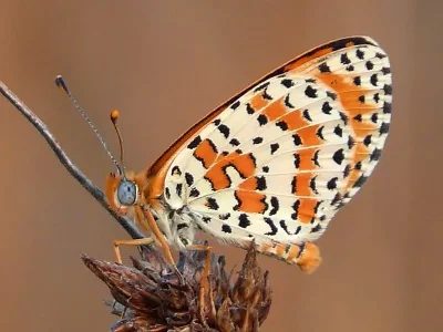 Melitaea didyma