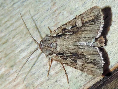 Agrotis (Agrotis) schawerdai