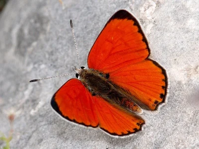 Lycaena (Thersamonia) thetis