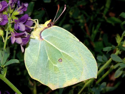 Gonepteryx farinosa