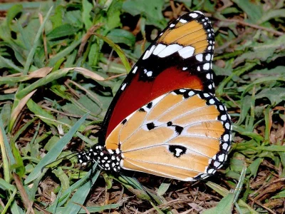 Danaus (Anosia) chrysippus