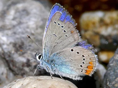 Cyaniris semiargus helena