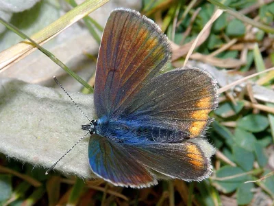 Cyaniris semiargus helena